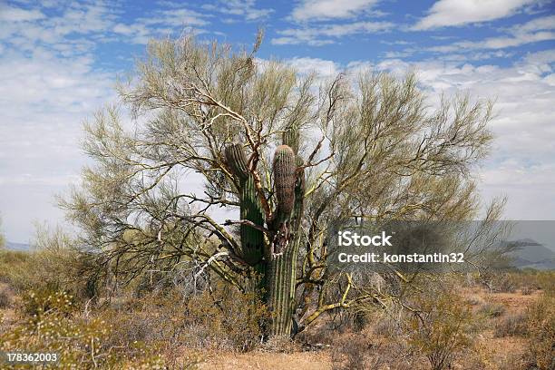 Gigant Cactus Ergriffen Tree Stockfoto und mehr Bilder von Arizona - Arizona, Ausgedörrt, Fotografie