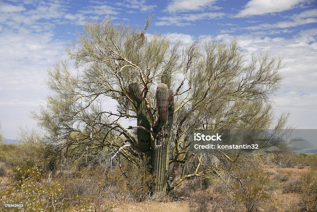 Gigant кактус принимать tree - Стоковые фото Organ Pipe Cactus National Monument роялти-фри
