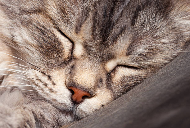 istock Silver cat of siberian breed in relax indoor, foreground 1783620169