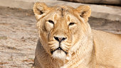 Close-up the lioness lies and rests in the sun. Portrait. Wild life concept, animal protection.
