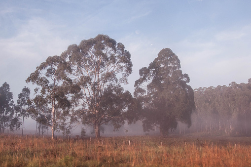 Eucalyptus trees in a foggy field in brazil