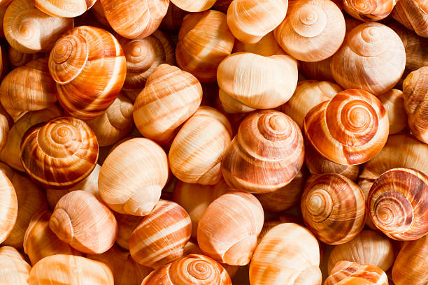 Escargot shells stock photo