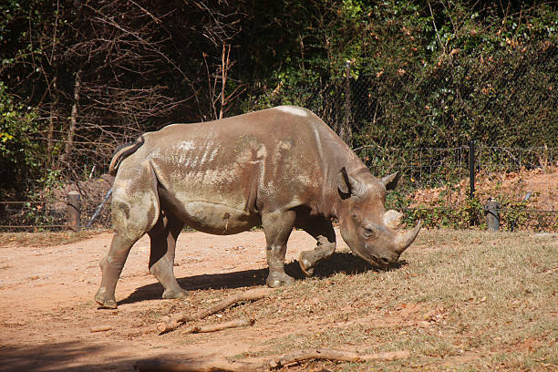 istock Rhino Grazing up Hill 178362230
