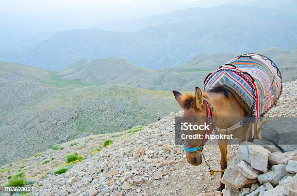 Esel Taxi Mount Nemrut In Der Türkei Stockfoto und mehr Bilder von Anatolien - Anatolien, Asien, Berg