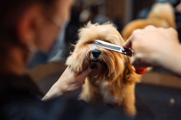 istock Animal care. A professional grooms a dog. 1783623172