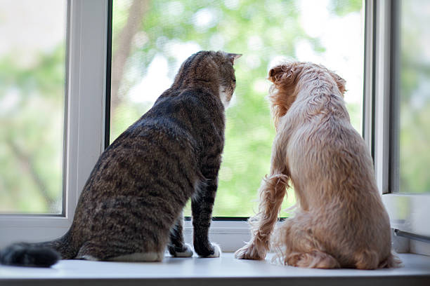 Cat and dog on the window stock photo