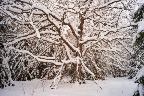 Oak tree forest with snow in winter stock photo