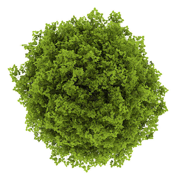 istock top view of euonymus verrucosa bush isolated on white background 178362724