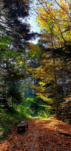 paesaggio autunnale - yellow landscapes nature park foto e immagini stock