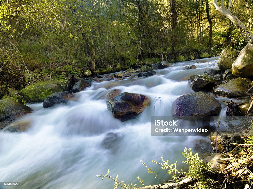 Cascades sur clear creek dans forrest - Photo de Arbre libre de droits