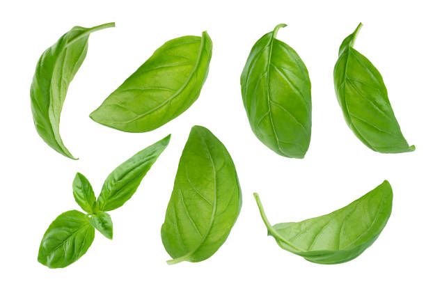 istock Set of flying basil leaves on white background with clipping path. 1783632359