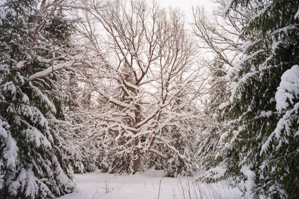 Oak tree forest with snow in winter stock photo