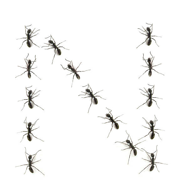 alphabet letters spelled by ant in line alphabet letters spelled by ant in line ants-walking stock pictures, royalty-free photos & images
