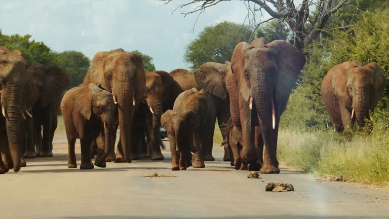 Large family herd of elephant walking towards us in the road. Kruger Park safari