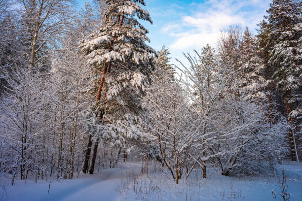 Pine trees covered with snow on frosty evening. Beautiful winter panorama stock photo