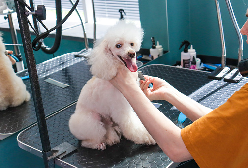 A professional groomer doing a haircut for a poodle dog