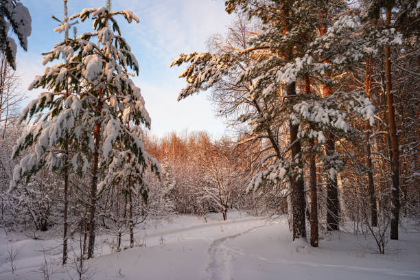 Pine trees covered with snow on frosty evening. Beautiful winter panorama stock photo