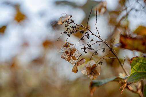 Autumn branch of a shrub with transparent brown dried withered flowers and leaves. Blurred dark background with white bokeh.