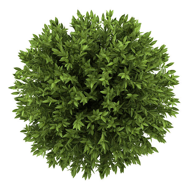 istock top view of bay laurel bush isolated on white background 178363674