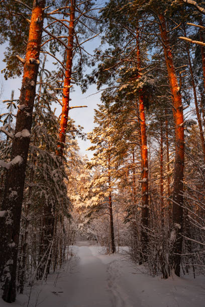 Pine trees covered with snow on frosty evening. Beautiful winter panorama stock photo