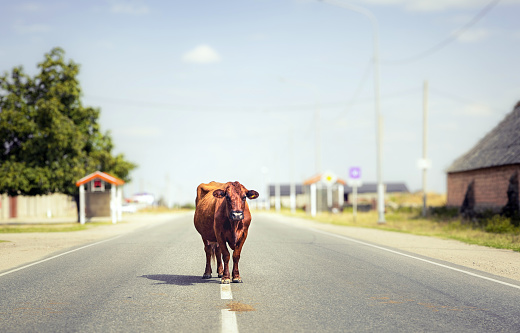 Brown cow walking on the empty country road. High quality photo