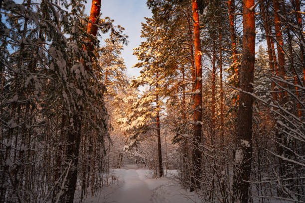 Pine trees covered with snow on frosty evening. Beautiful winter panorama stock photo