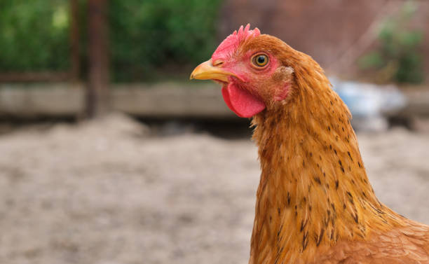 close single free range organic eco courtyard village rural chicken laying hen stock photo
