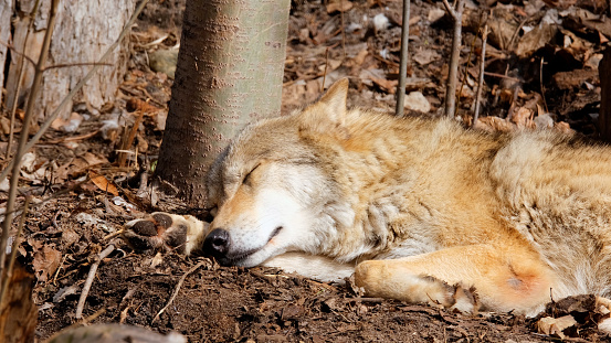 A closeup shot of a gray wolf having a sleeping in the shade of the forest. Wildlife