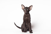 Adorable Funny large black kitten with big ears. Lovely cat Oriental breed on white background. banner with copy space for text. Domestic pets