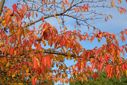 The orange and yellow autumn leaves of the Prunus yedoensis, also known as a Yoshino cherry tree.