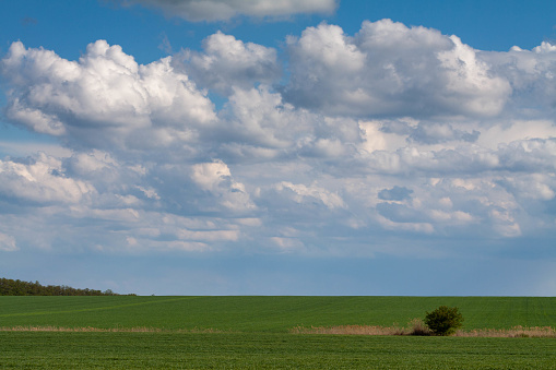 Lonely tree standing in a green field