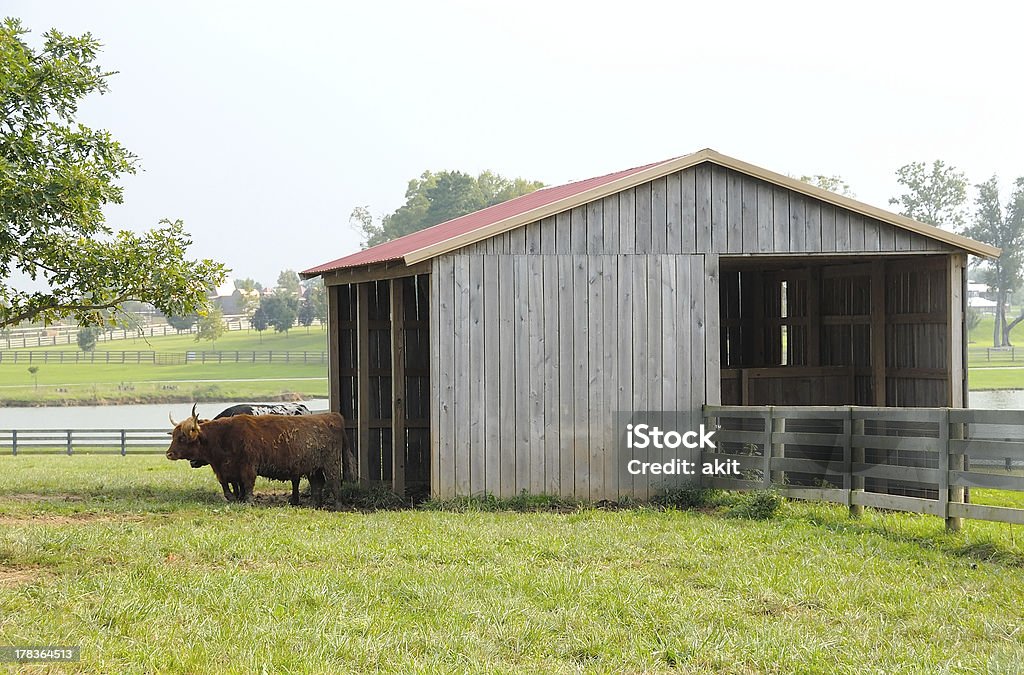 Rinderfarm Cowshed - Lizenzfrei Agrarbetrieb Stock-Foto