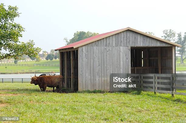 Rinderfarm Cowshed Stockfoto und mehr Bilder von Agrarbetrieb - Agrarbetrieb, Badezimmer, Balkengerüst