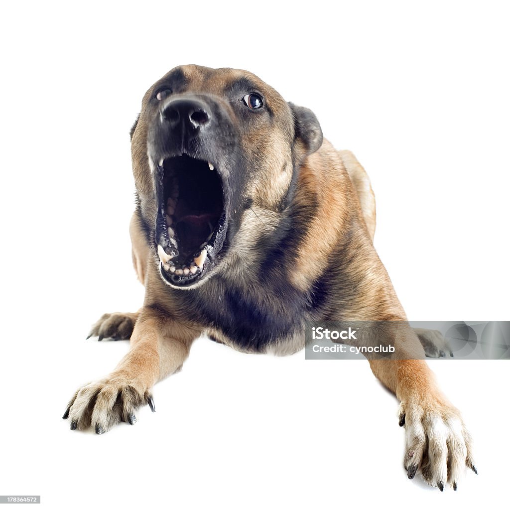 angry malinois "angry purebred belgian sheepdog malinois on a white background, focus on the eye" Barking Animal Stock Photo