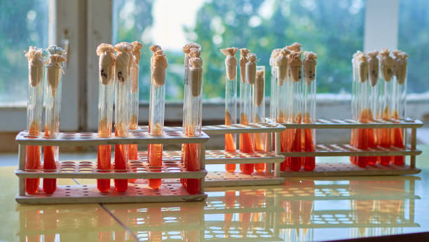 Test tube in holder with Kligler agar medium bacterial inoculation veterinary stock photo