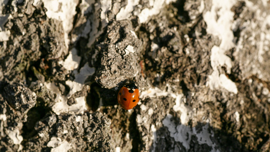 Ladybug sitting on a flower leaf. Ladybug running along on blade of green grass