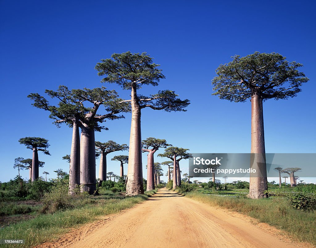 Baobab Road big trees on the ground Antoine de Saint-Exupery Stock Photo
