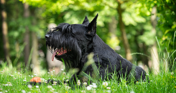 Black giant schnauzer lies in the park on the green grass.