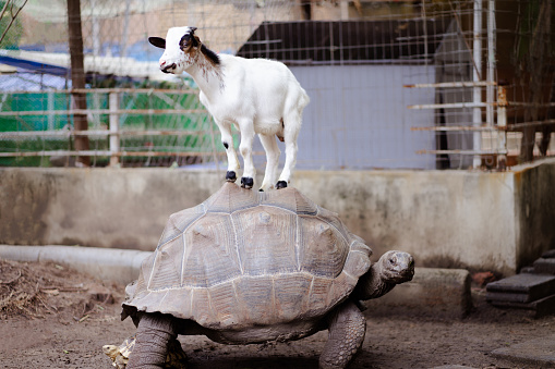 A large turtle with a white goat stood above it like a model master. looking forward at the same time.