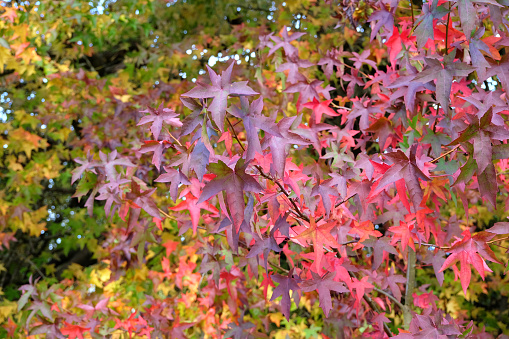 The red and pink autumn leaves of Liquidamber styraciflua, also known as sweetgum, redgum, satin-walnut, or American storax, 'Wisley King' during its fall display.