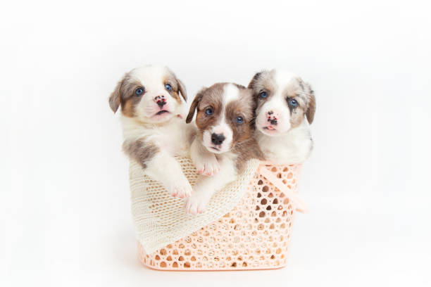 Cute welsh corgi cardigans in a basket on white background. black and white puppies in a basket. Basket full of puppies. Cute dogs. Animal care. Love Pets.