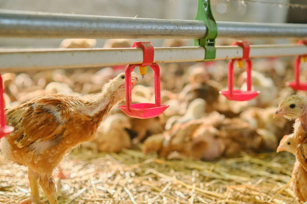 istock Chickens poultry meat production drinking water by nipple drinker system fresh water farm factory 1783652255