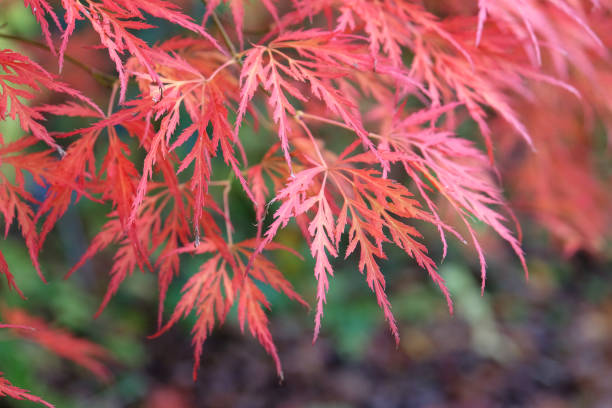 czerwone rozcięte liście acer palmatum dissectum viride group lub acer 'viridis' podczas jesiennej ekspozycji. - maple tree tree autumn red zdjęcia i obrazy z banku zdjęć