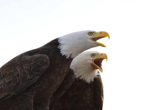 A pair of Bald eagles isolated against a white background