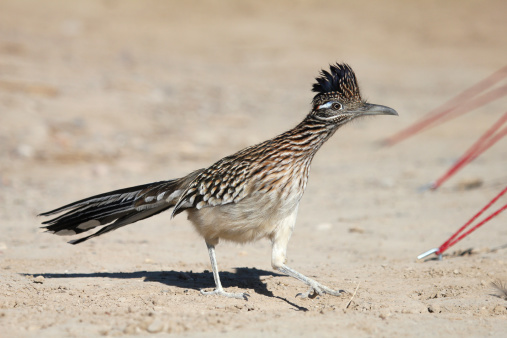 A Roadrunner making its way through a campsite in the furnace creek area of Death Valley National Park