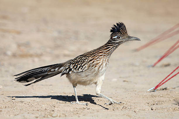 geococcyx californianus - roadrunner - fotografias e filmes do acervo