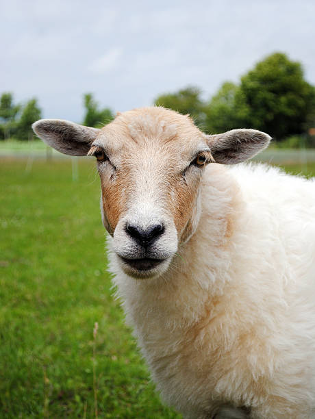 istock Portrait of a sheep 178365601