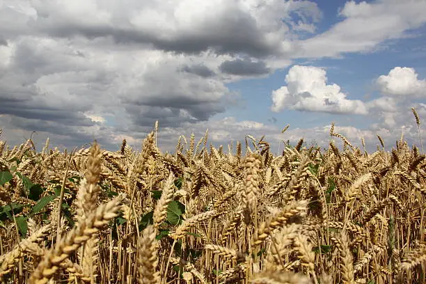 Photo of Wheat