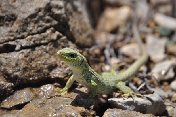 istock Green colored lizard closeup photo 1783656880