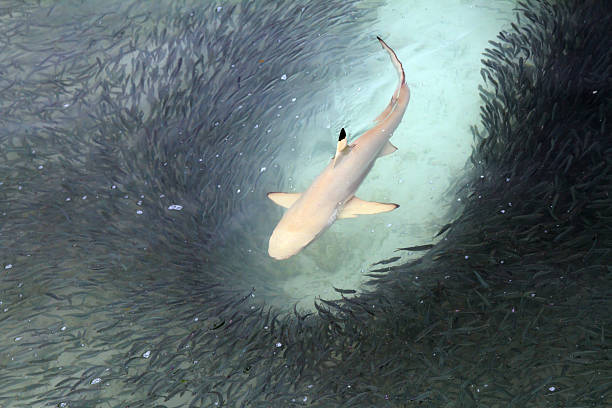 Blacktip reef shark feeding Blacktip reef shark feeding in shallow watersMore from my portfolio - blacktip reef shark stock pictures, royalty-free photos & images